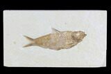 Detailed Fossil Fish (Knightia) - Wyoming #96097-1